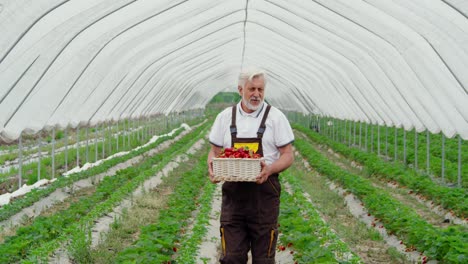 Farmer-going-between-green-bushes-and-harvesting-berries.