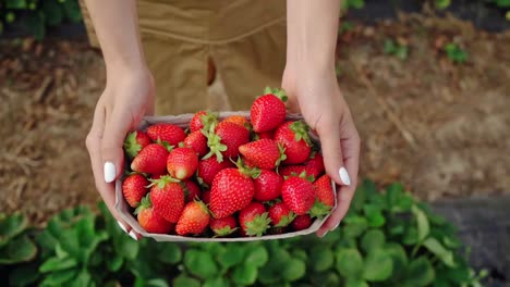 Woman-carrying-strawberries-in-paper-box-at-hothouse.