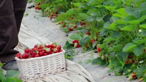 Harvesting-ripe-red-strawberries-in-beige-wicker-basket.