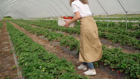 Woman-walking-with-strawberries-basket-at-plantation.