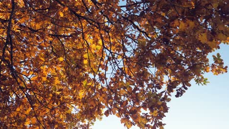 Yellow-fall-oak-leaves-on-colorful-autumn-trees-at-the-park