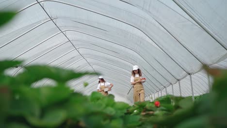 Smiling-female-farmers-with-strawberries-walking-at-hothouse.