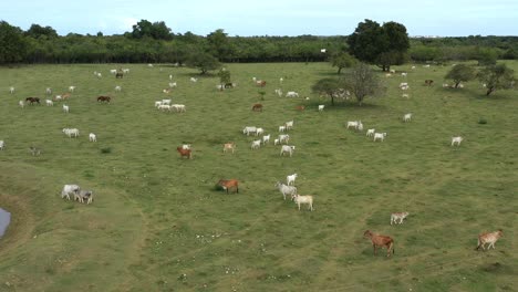 Cow-on-green-grass-fields.-Agriculture-farming.-Aerial-top-view