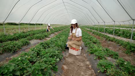 Procces-picking-strawberries-in-large-greenhouse.