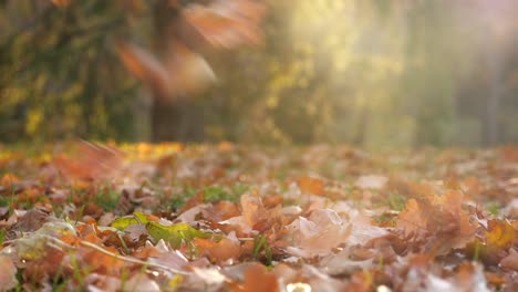 Yellow-fall-leaves-falling-down-at-colorful-autumn-park,-nobody