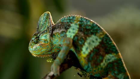 Camaleón-En-La-Selva-Tropical-Filmado-A-1000-Fps