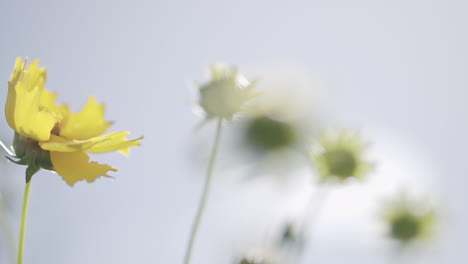 Beautiful-Coreopsis-grandiflora-swaying-in-the-wind-on-a-sunny-day