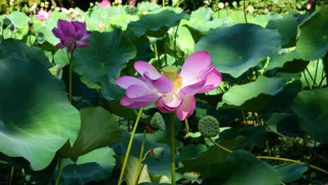 Un-Estanque-Lleno-De-Flores-De-Loto.