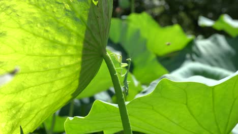 European-praying-mantis-crawls-up-a-lotus-leaf