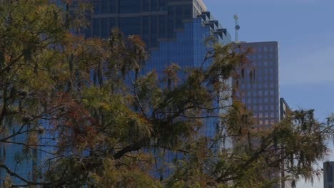 Reveal-of-tall-buildings-in-Houston-behind-tree