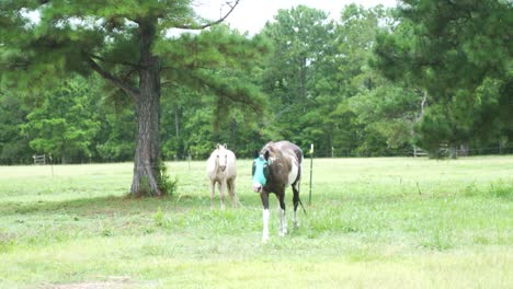 Pinto-or-paint-pony-in-a-pasture-wearing-an-insect-shield-face-mask