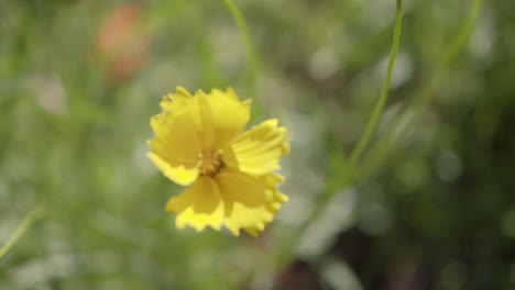 A-beautiful-Coreopsis-grandiflora-