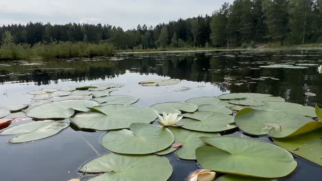 Gliding-gracefully-over-a-serene-pond-adorned-with-water-lilies,-with-a-lush-pine-forest-providing-a-picturesque-backdrop