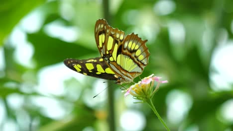 Nahaufnahme-Eines-Wunderschönen-Schmetterlings,-Der-Nektar-Von-Einer-Blume-Nimmt