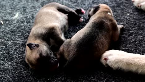 Grupo-De-Cachorros-Recién-Nacidos-Solteros-Durmiendo