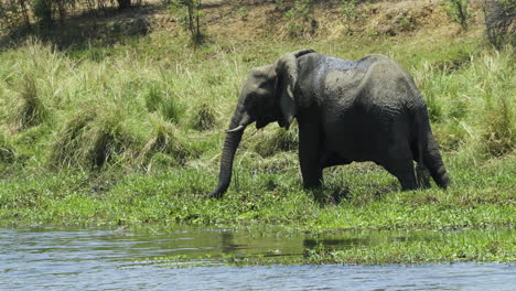 Elefante-Africano-Se-Da-Un-Festín-Con-La-Exuberante-Hierba-Verde-De-Un-Prado-Cerca-Del-Agua