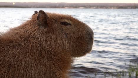 Nahaufnahme-Eines-Erwachsenen-Wasserschweins,-Das-Am-Seeufer-Schläft