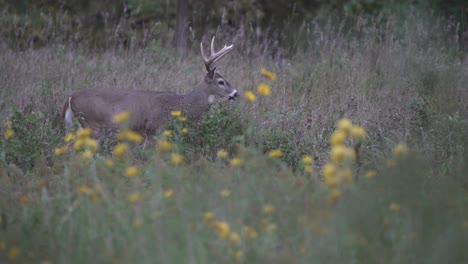 A-large-whitetail-buck-grazes-in-a-field-filled-with-flowers-at-dusk