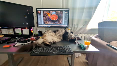 A-long-haired-cat-lounges-on-a-desk-in-front-of-a-computer-screen-displaying-editing-software,-surrounded-by-tech-accessories