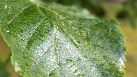 Macro-shot-of-water-droplets-on-a-leaf