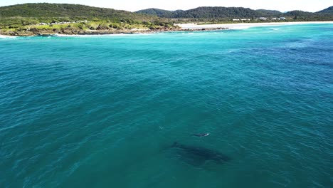 Una-Cría-De-Ballena-Recién-Nacida-Toma-Su-Primer-Aliento-Cerca-De-Un-Pintoresco-Promontorio-Costero-Y-Un-Popular-Lugar-De-Vacaciones.