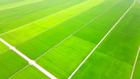 Fotografía-Aérea-De-Un-Espectacular-Paisaje-De-Campos-De-Arroz-Verdes-Y-Exuberantes,-Con-Cultivos-Limpios-Y-Hermosos.