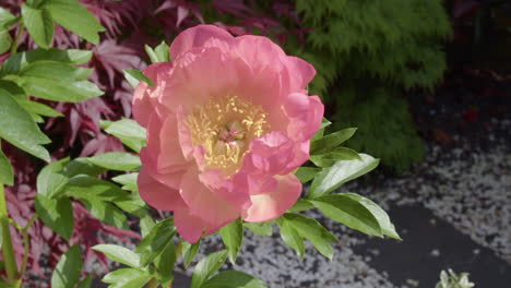 Mittlere-Aufnahme-Einer-Paeonia-Schale-Mit-Schönheitsblume-Mit-Ahorn-Im-Hintergrund