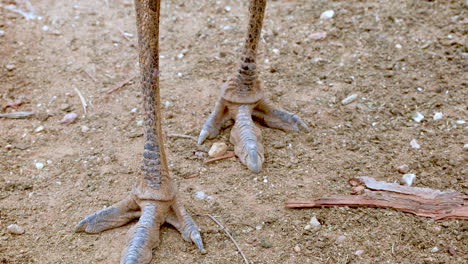 Prehistoric-like-dinosaur-looking-legs-and-feet-of-Emu-Dromaius-novaehollandiae