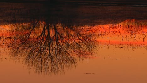 Reflejo-De-Un-árbol-Sin-Hojas-En-El-Agua-Durante-La-Puesta-De-Sol-En-El-Refugio-Nacional-De-Vida-Silvestre-Bosque-Del-Apache-En-Socorro,-Nuevo-México,-Estados-Unidos