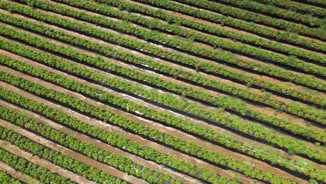 Drone-footage-of-a-large-strawberry-field-with-irrigation