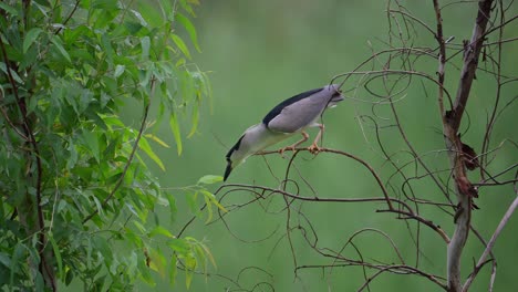 Black-Crowned-Night-Heron-night-heron-getting-nesting-material-From-Tree