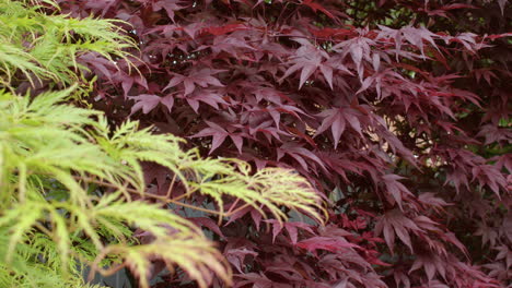 Acer-palmatum-'Emerald-Lace'-in-foreground-with-Acer-palmatum-'Atropurpureum'-background