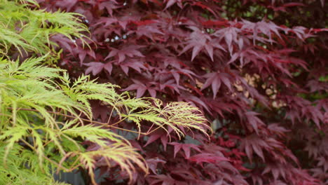 Acer-palmatum-'Emerald-Lace'-in-foreground-with-Acer-palmatum-'Atropurpureum'-background