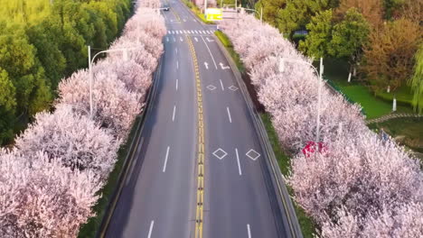 Vista-Superior-De-Una-Carretera-Rosa-Bordeada-De-árboles-De-Cerezo-En-Flor-En-La-Calle-Con-Fondo-De-Primavera-De-La-Ciudad