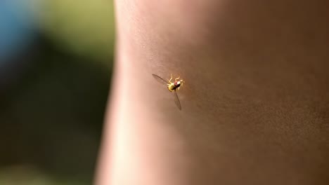 Slow-motion-macro-hoverfly-slowly-crawling,-sipping-sweat-on-skin,-shot-from-top