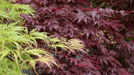 En-Primer-Plano,-Se-Destaca-El-Acer-Palmatum-&#39;Emerald-Lace&#39;-Con-El-Acer-Palmatum-&#39;Atropurpureum&#39;-De-Fondo