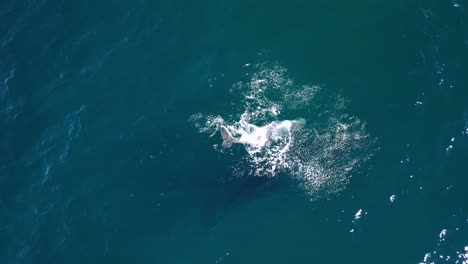 Una-Cría-De-Ballena-Jorobada-Recién-Nacida-Rompe-La-Superficie-Del-Océano-Para-Tomar-Su-Primera-Bocanada-De-Aire.