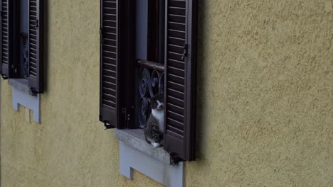 Gato-Doméstico-En-El-Alféizar-De-La-Ventana-De-Un-Edificio-Antiguo-En-Italia,-Vista-Estática