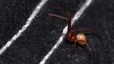 Primer-Plano-De-Una-Araña-Doméstica-Común-Sobre-Tela-Negra-Con-Costuras-Blancas,-Luego-Huyendo