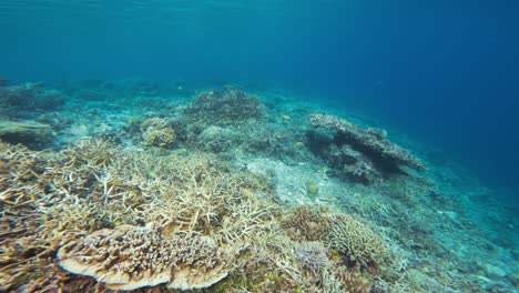 Sanftes-Eintauchen-In-Ein-Lebendiges-Korallenriff-Voller-Meereslebewesen-Und-Die-Atemberaubende-Vielfalt-An-Korallen-Und-Fischen-Im-Klaren-Blauen-Wasser-Von-Raja-Ampat-In-Indonesien