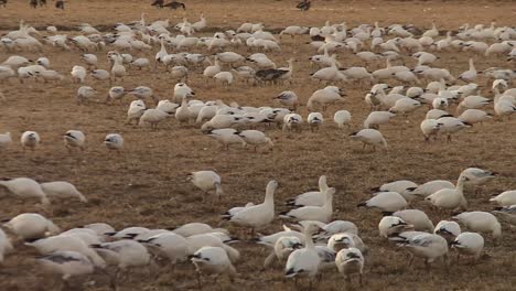 Gran-Congregación-De-Gansos-De-Nieve-Alimentándose-En-El-Refugio-Nacional-De-Vida-Silvestre-Bosque-Del-Apache-En-EE.-UU.