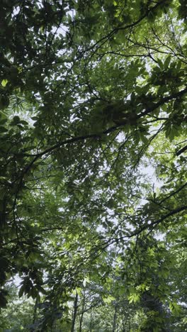 Vista-Vertical-De-Hojas-De-árboles-En-Un-Bosque-De-Castaños.