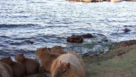 Familia-De-Capibaras-Descansando-En-La-Orilla-Del-Lago-Paranoá-En-Brasilia,-Al-Lado-De-Un-Muelle