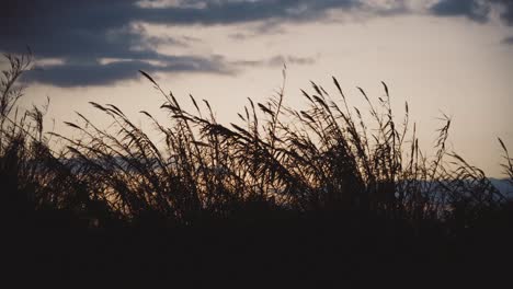 Ruhige-Silhouette-Von-Hohem-Gras,-Das-Sanft-Vor-Dem-Hintergrund-Eines-Heiteren-Abendhimmels-Mit-Vereinzelten-Wolken-Wiegt-Und-Eine-Ruhige-Und-Nachdenkliche-Stimmung-Hervorruft