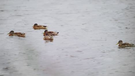 Telephoto-closeup-of-family-of-Mallard-duck-floats-in-waters-of-Groenzoom-Netherlands-in-slow-motion