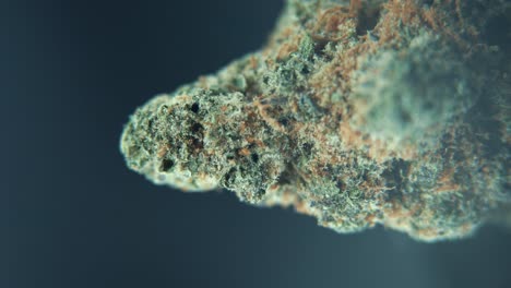 A-vertical-macro-crispy-shot-of-a-grown-up-cannabis-plant,-hybrid-orange-strains,-green-leaf-Indica-,marijuana-flower,-on-a-360-rotating-stand,-studio-lighting-4k