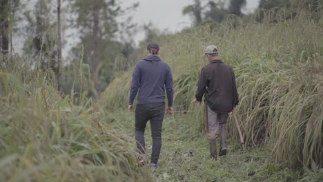 Subject-focused-scene-of-two-local-farmers-dressed-in-grey,-black-and-blue,-while-they-walk-from-camera-through-a-citronella-grass-crop-field