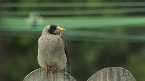 Pájaro-Minero-Ruidoso-Posado-En-Una-Cerca,-Australia,-Gippsland,-Victoria,-Maffra,-Primer-Plano