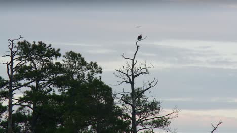 Adler-Auf-Blattlosem-Baum-Bei-Sonnenuntergang-Im-Blackwater-National-Wildlife-Refuge,-Maryland---Aufnahme-Aus-Niedriger-Perspektive