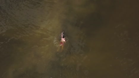 Man-swimming-in-a-lake---Drone-footage